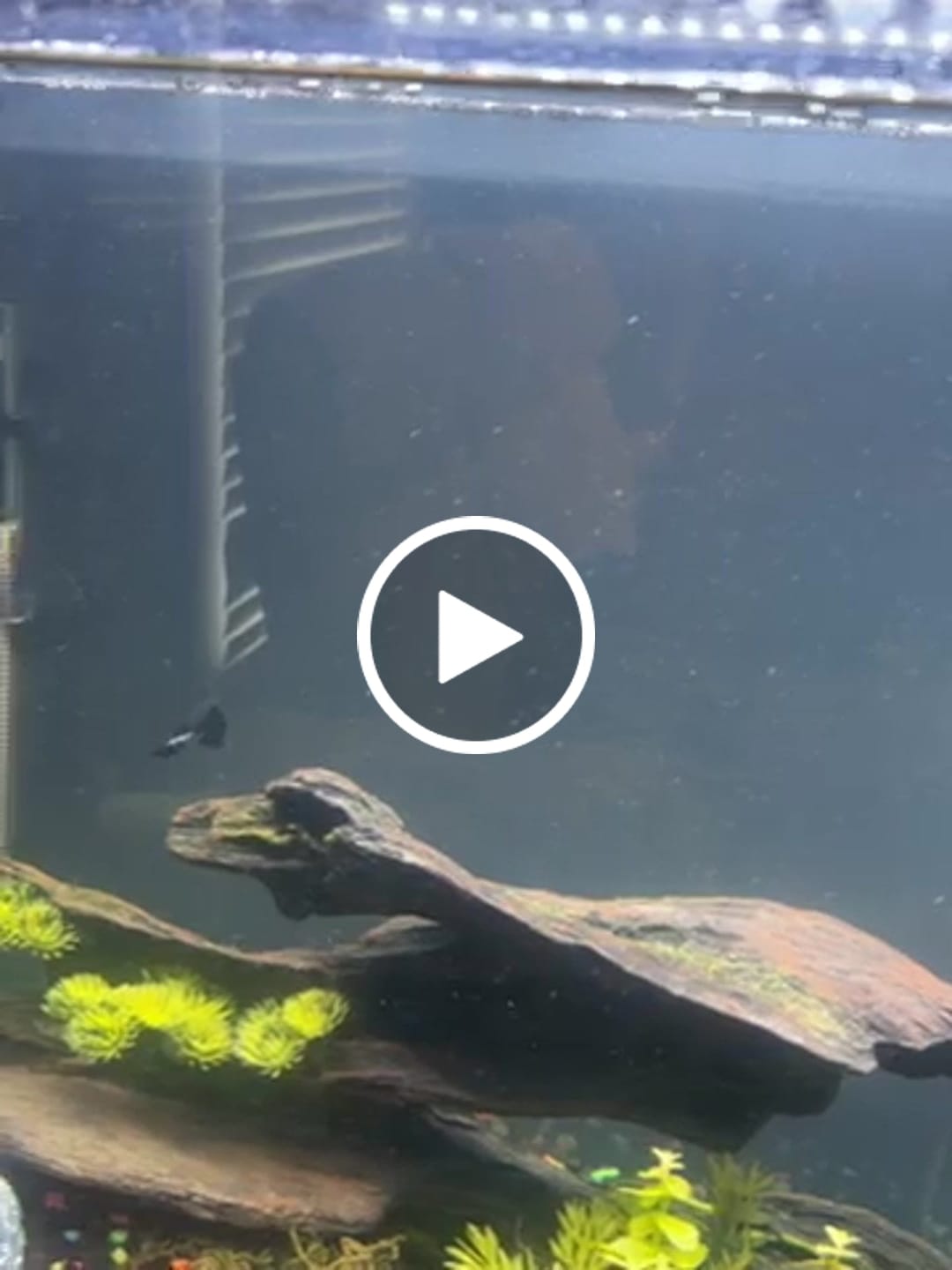 Customer video review of Metal Black Tail Guppy Fish