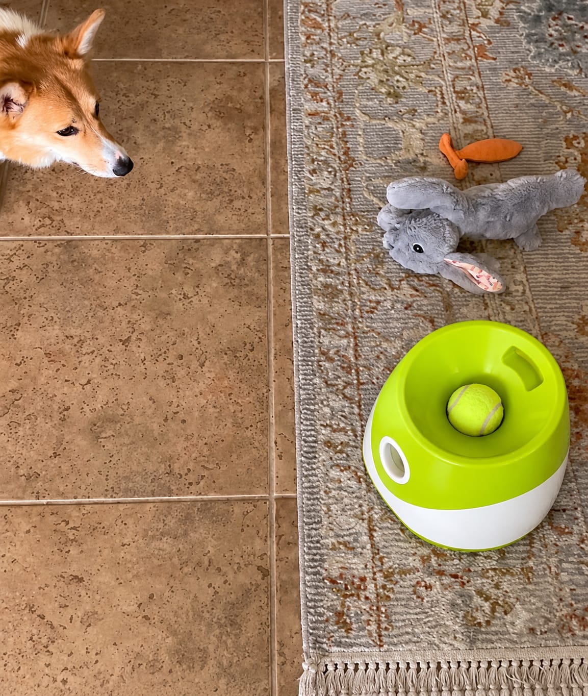 Customer photo review of TheraPaw™ Automatic Dog Ball Launcher