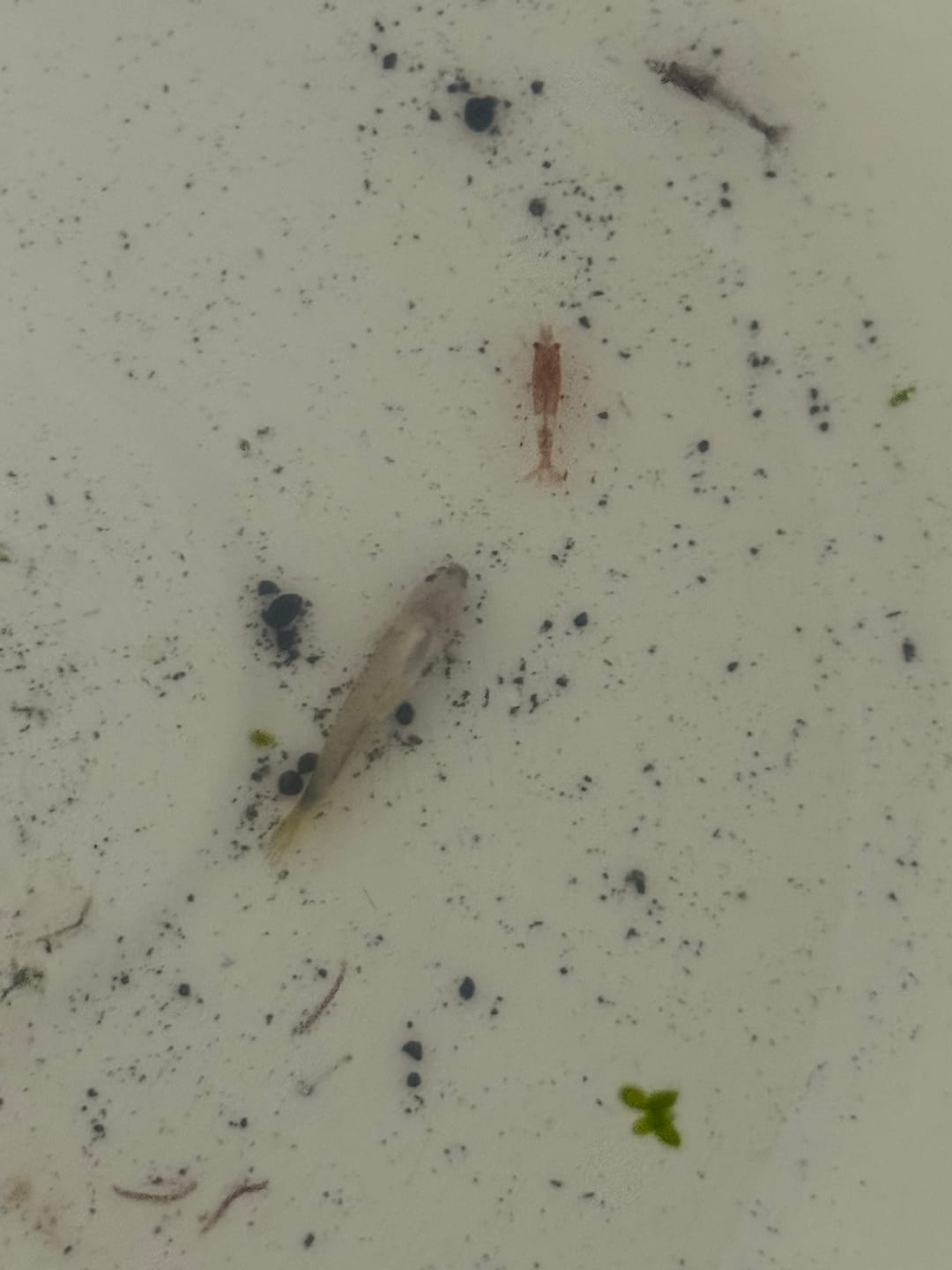 Customer photo review of Assorted Fancy Guppies (Poecilia reticulata)