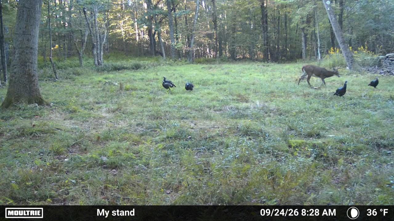Customer photo review of Whitetail Hill Clover
