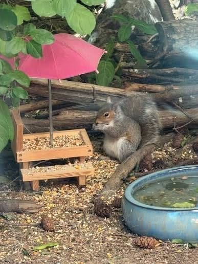 Customer photo review of Fruit & Nut Birdseed Mix