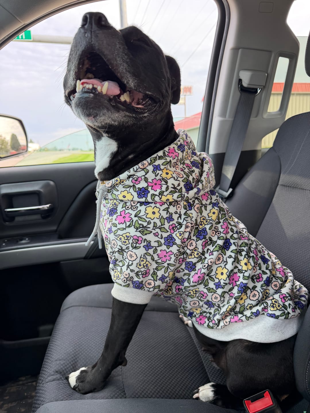 Customer photo review of Vintage Flower Dog Hoodie - Light Grey