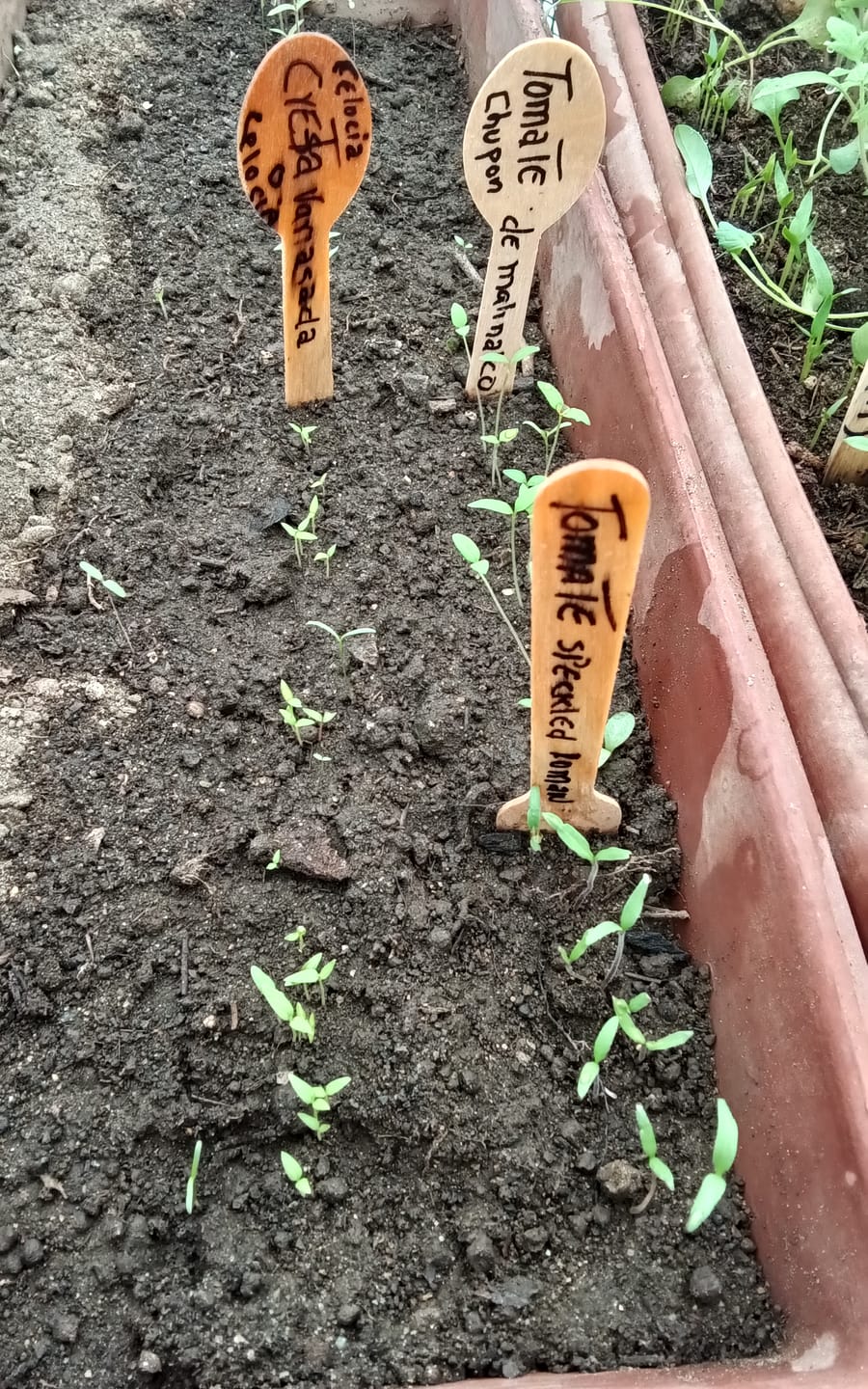 Customer photo review of Semillas Zapallo Italiano golden zuccini