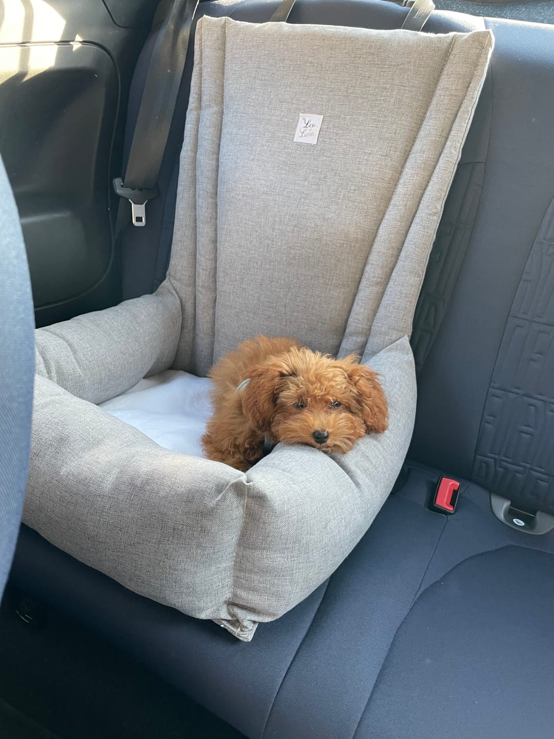Customer photo review of Seggiolino Auto Mattias (Soft Touch) Grigio Medio