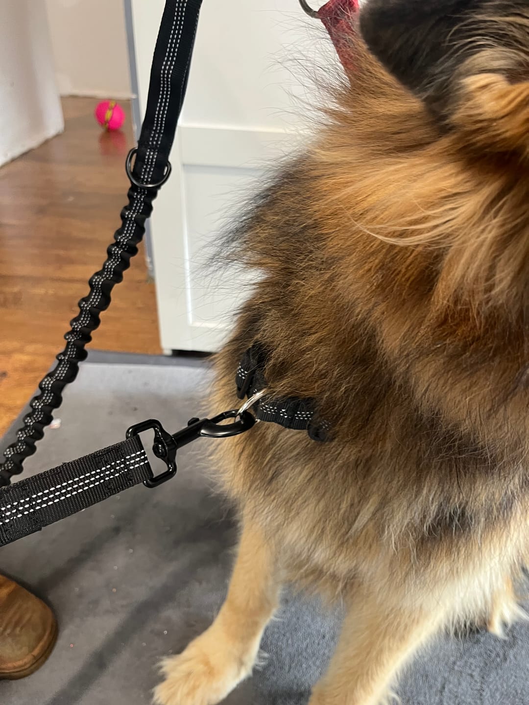 Customer photo review of Personalised No-Pull Reflective Dog Harness