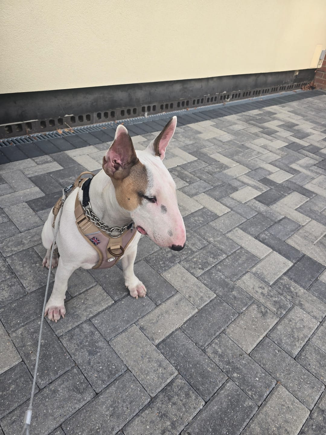 Customer photo review of Anti Pull Hurricane Harness Lighter | With Handle - Tan X Tan