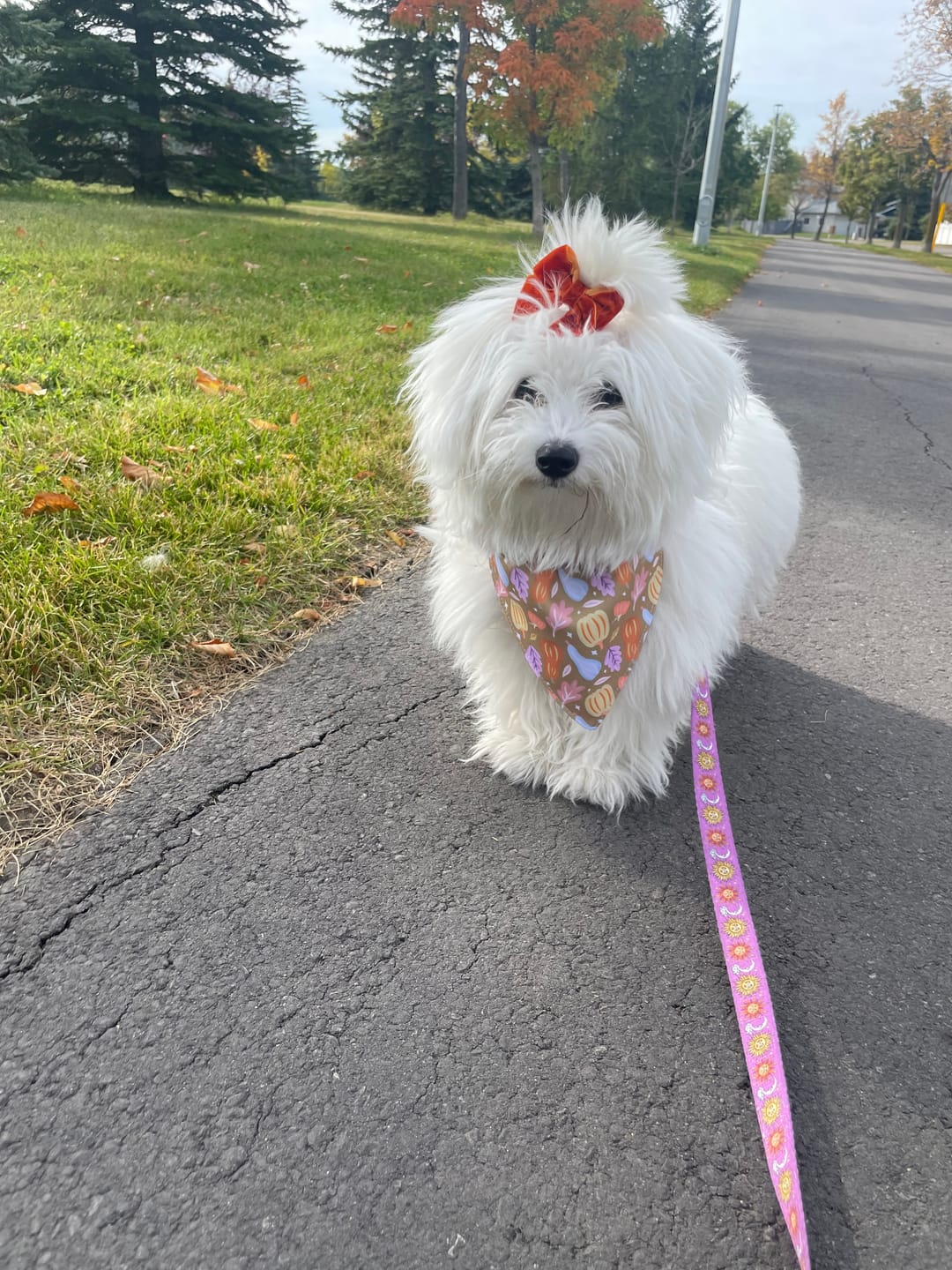 Customer photo review of Bandana Loop Through - Falling For You