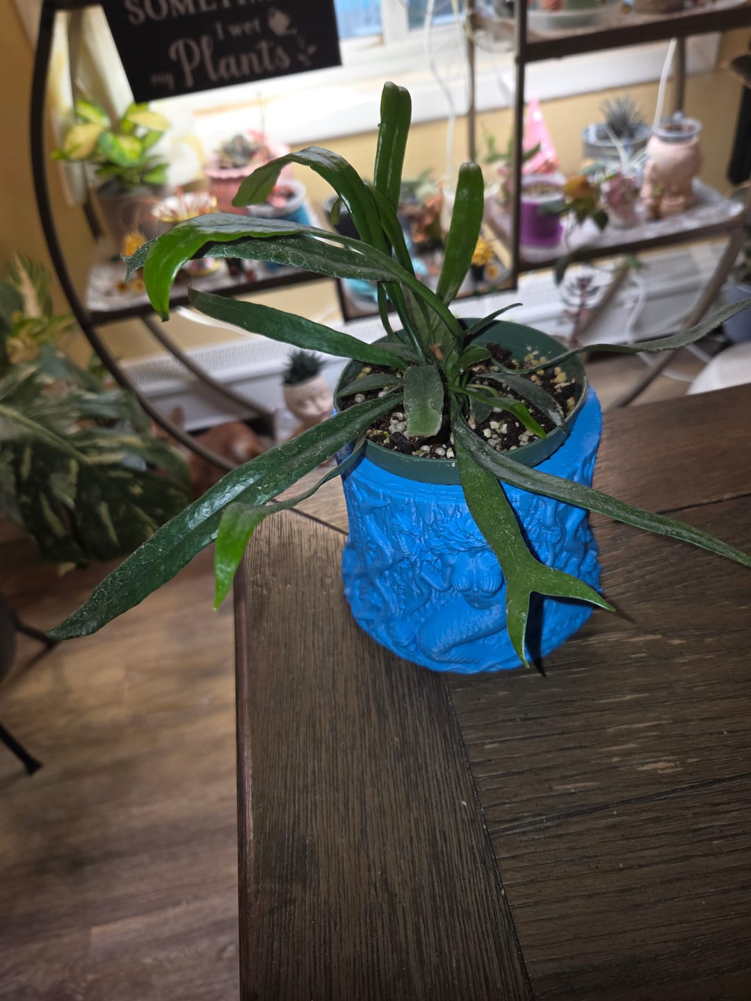 Customer photo review of Fern Microsorum thailandicum 'Blue Oil Fern'