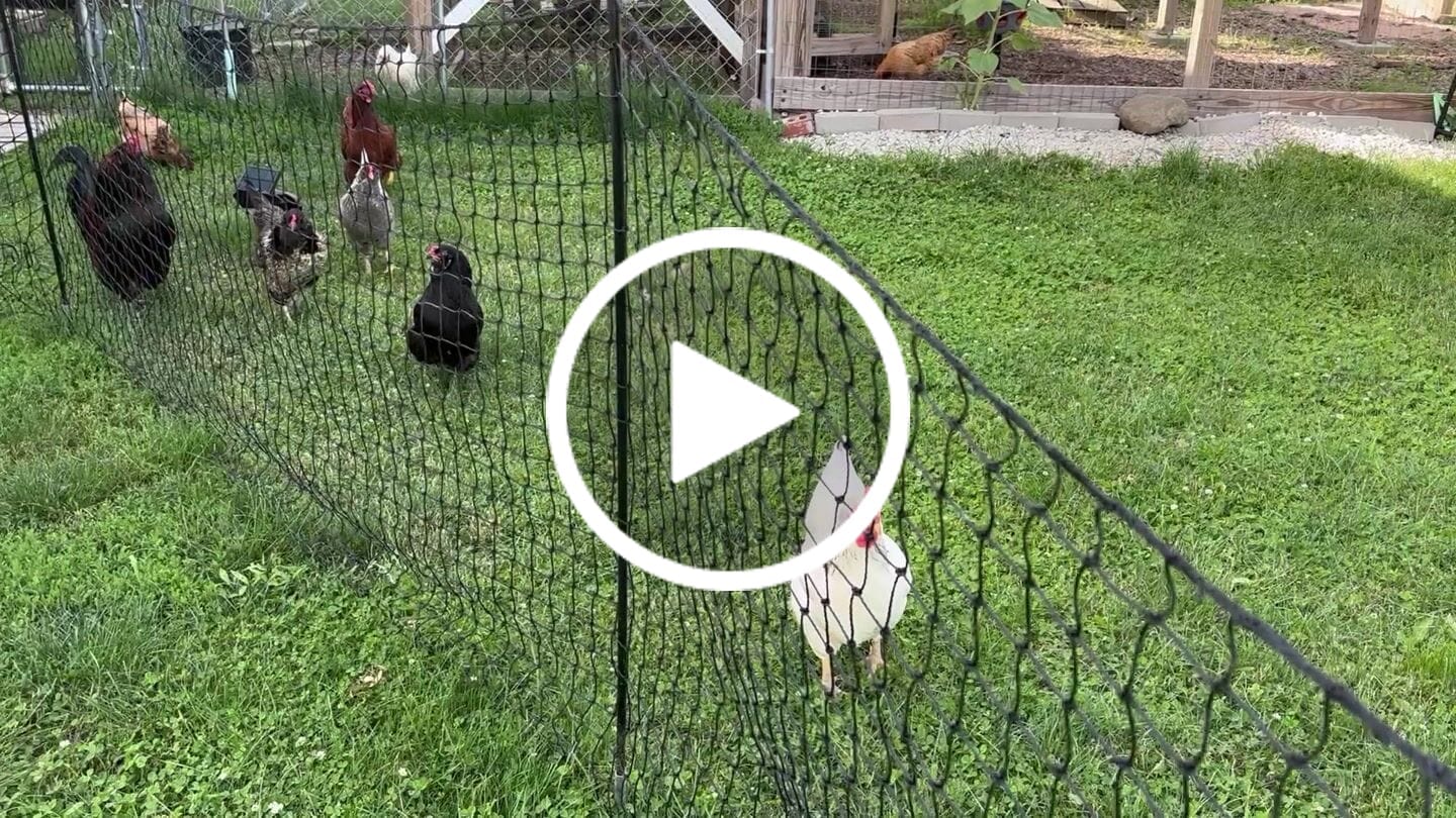 Customer video review of Nesting Herbs - Control Odors & Keep Coops Mite & Lice-Free