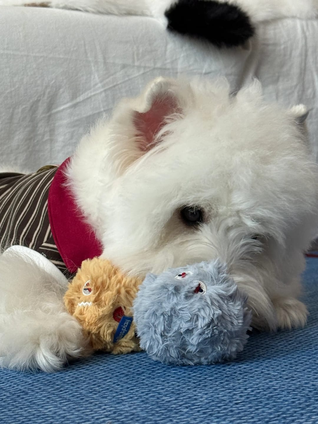 Customer photo review of Cairn Ball · Blend