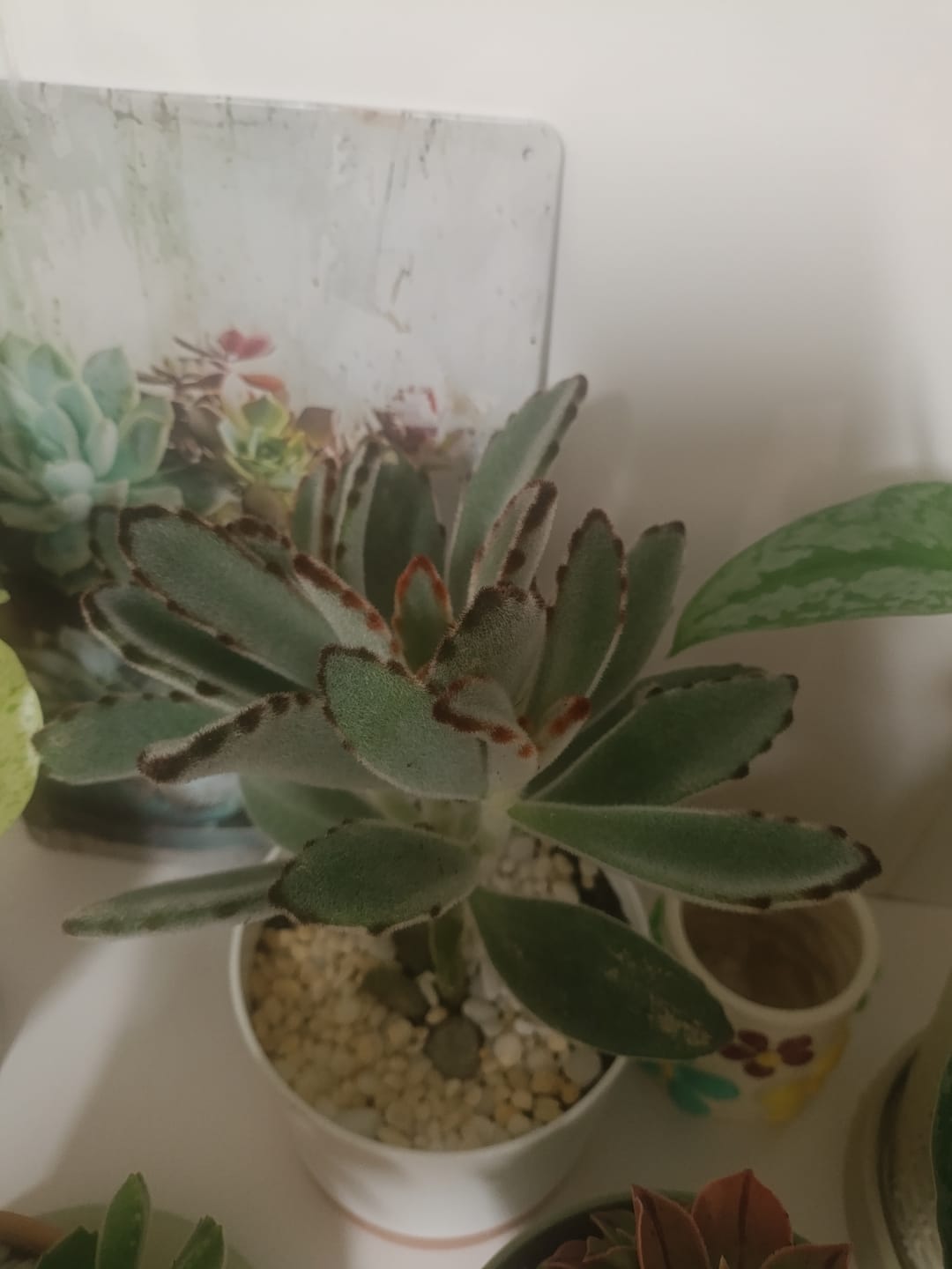 Customer photo review of kalanchoe tomentosa Baker "Orelha de gato"