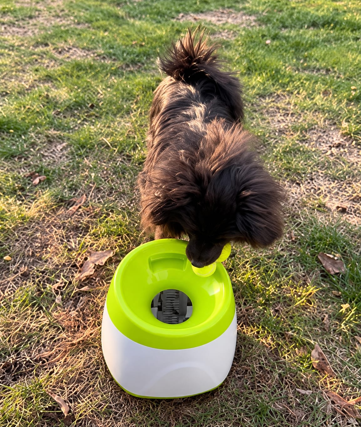 Customer photo review of TheraPaw™ Automatic Dog Ball Launcher