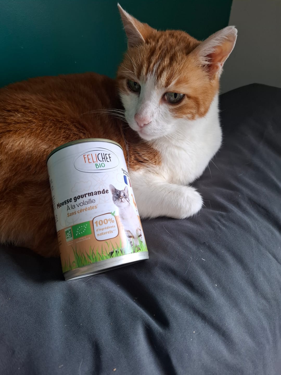 Customer photo review of Mousse Volaille - Chat