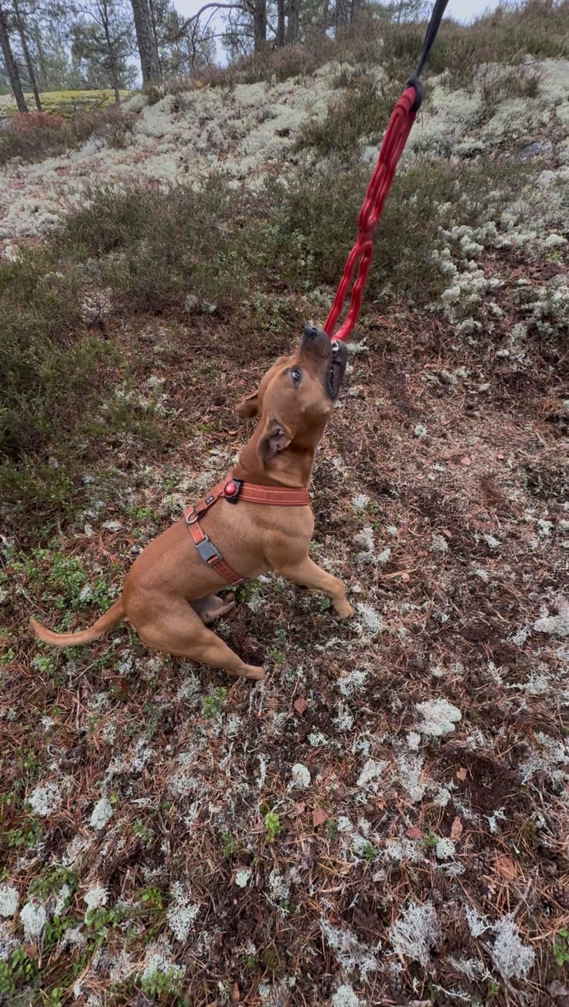 Customer photo review of KONG Tug Toy dragleksak