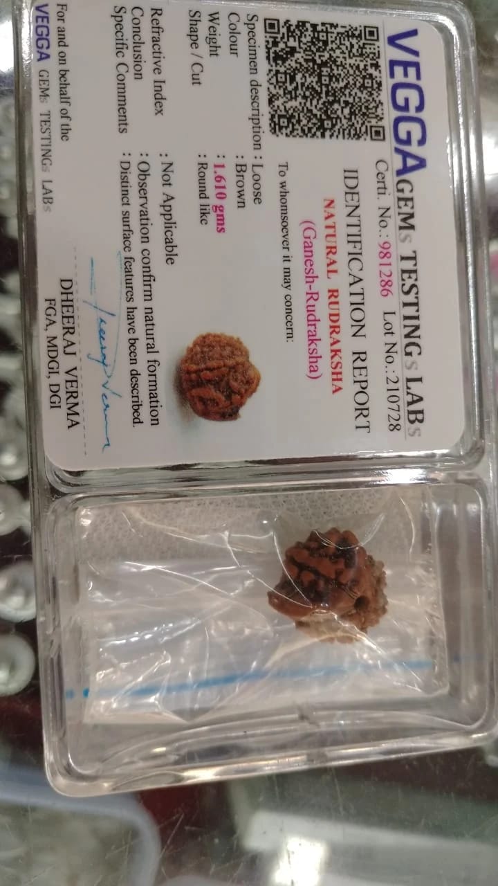Customer photo review of Ganesh Mukhi Rudraksha – 100% Original & Lab Certified
