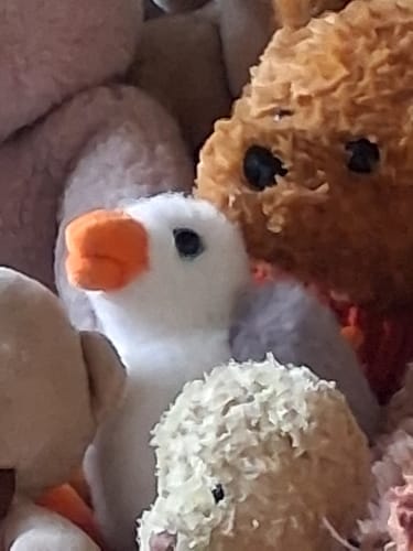 Customer photo review of Shamus the Seagull