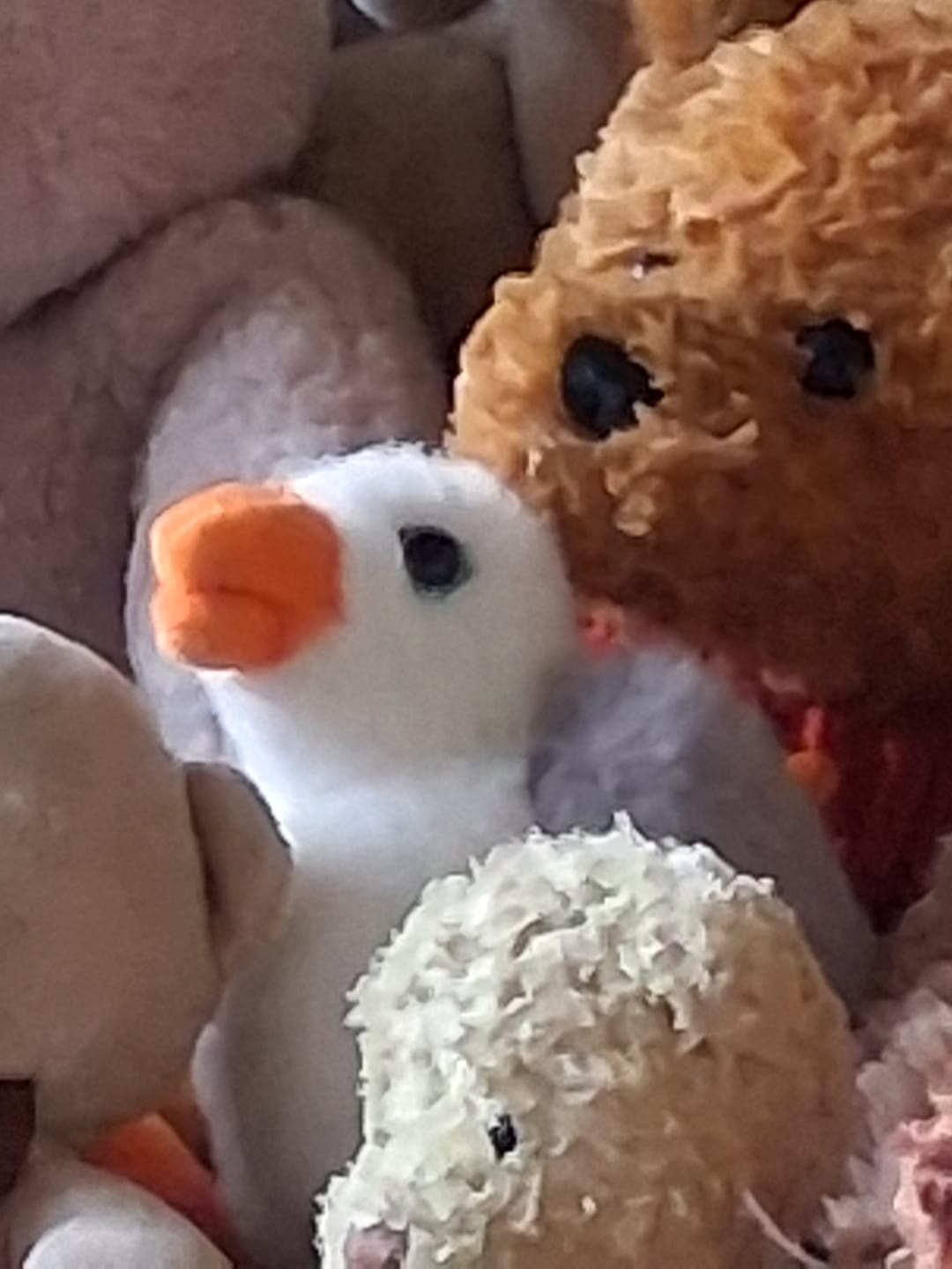 Customer photo review of Shamus the Seagull