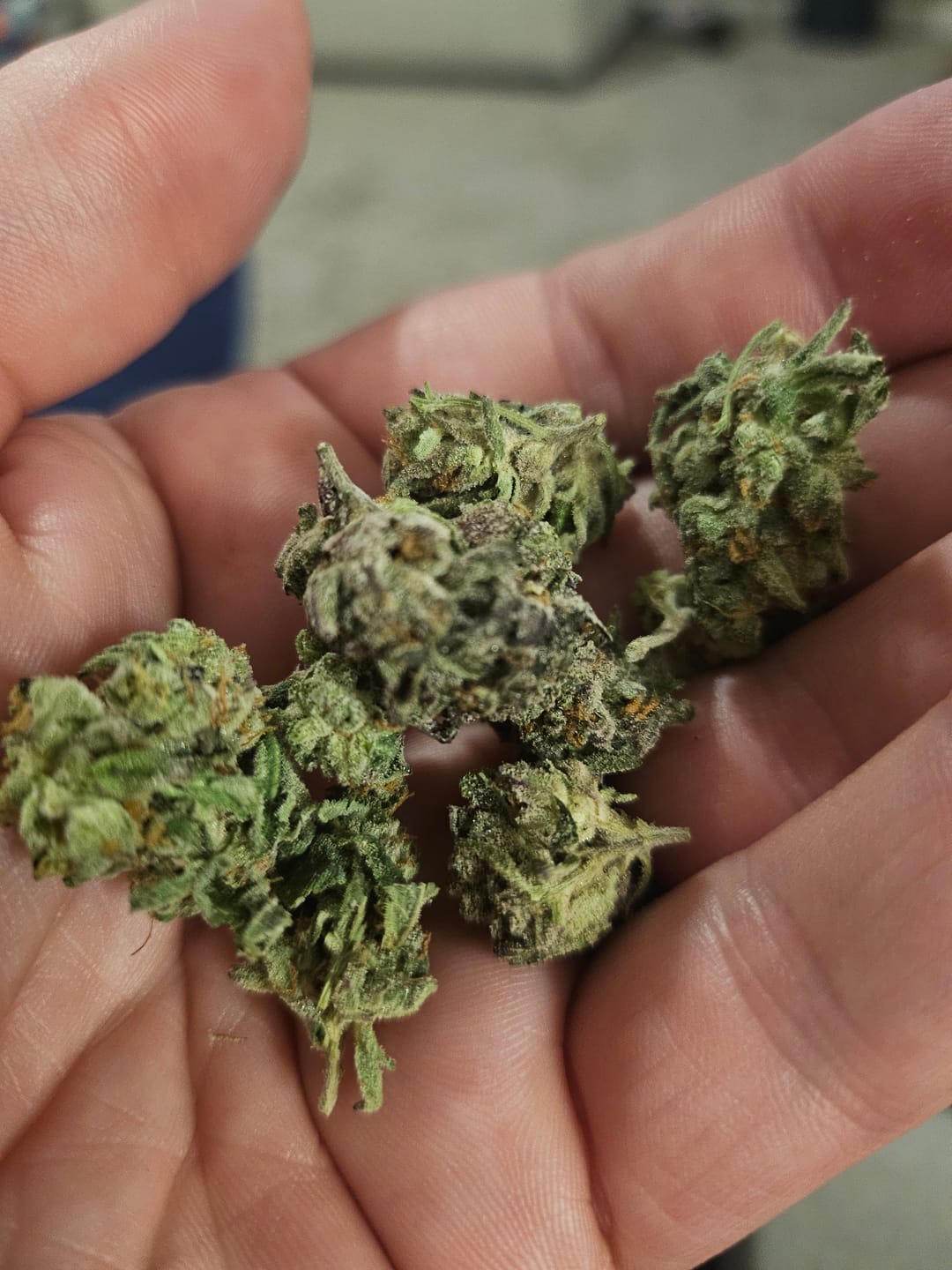 Customer photo review of Biscotti THCA Flower (Budget)