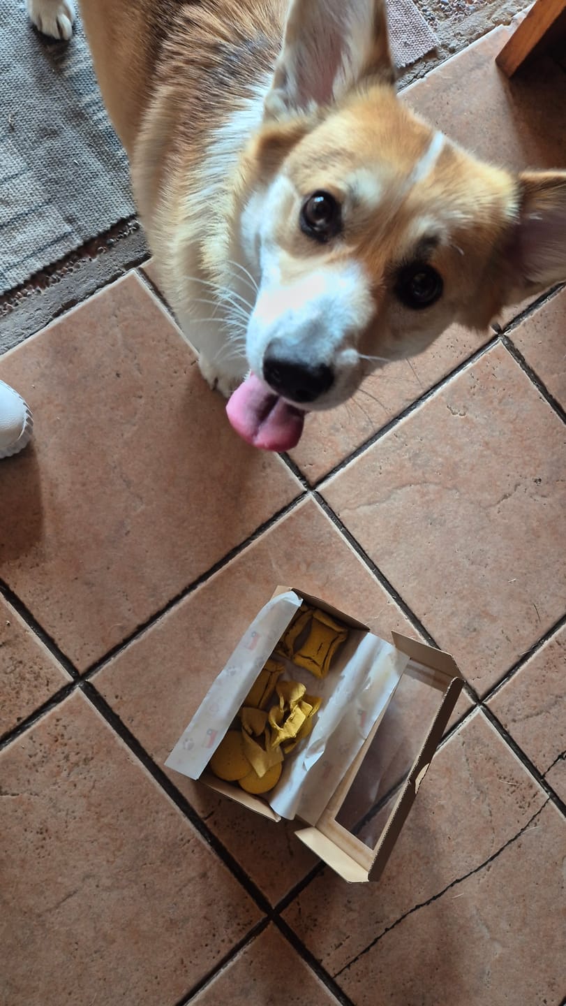 Customer photo review of Asta de ciervo para perros - Principiante: Para cachorros o mordedores pasivos
