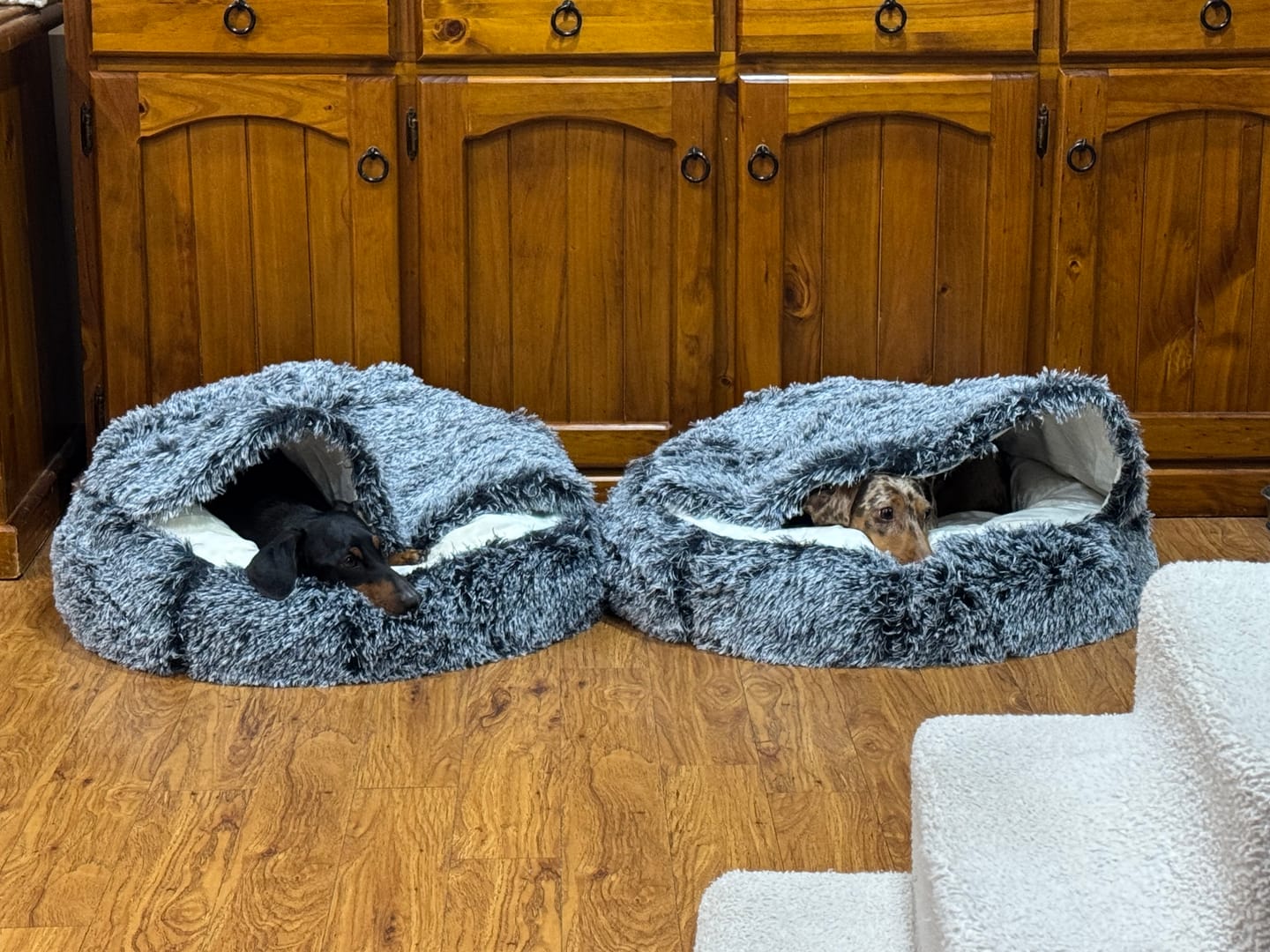 Customer photo review of Pet Cave Dog Bed - Removable Cover
