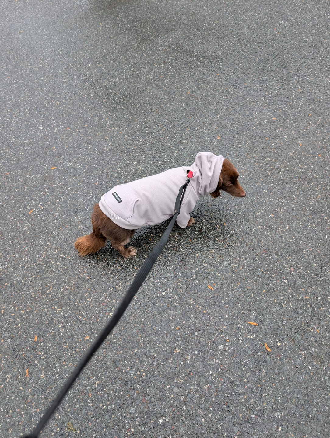 Customer photo review of Essential Dog Hoodies