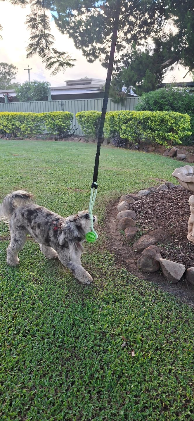 Customer photo review of FlexiPop™ - Juguete Bungee Interactivo