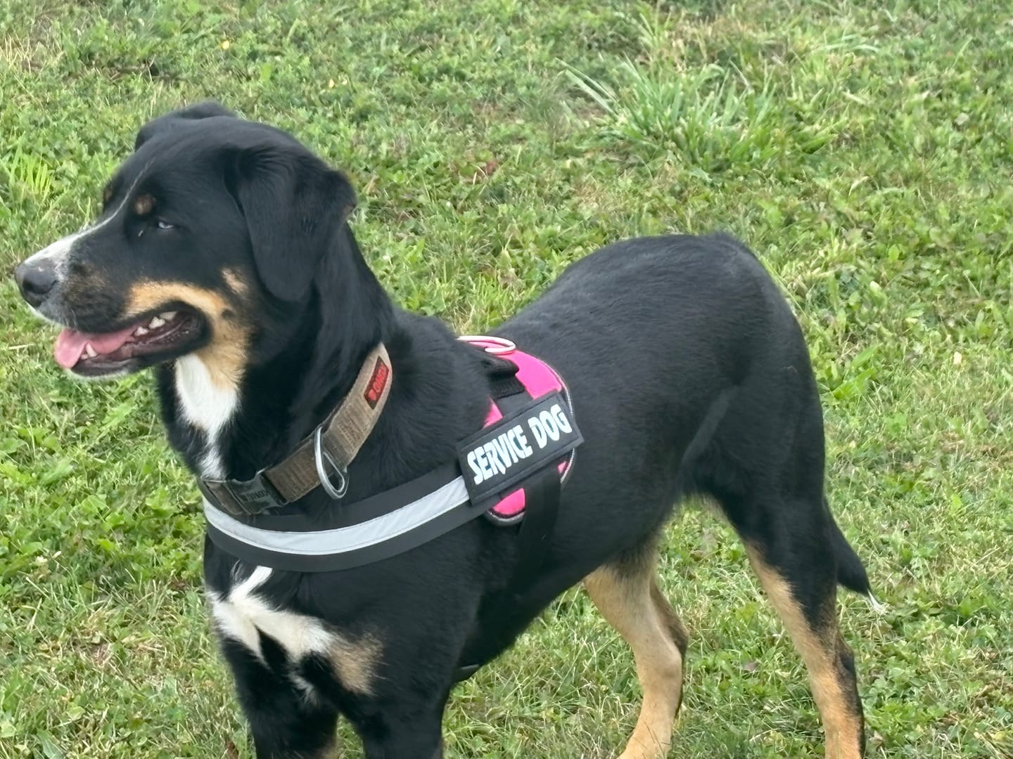 Customer photo review of Reflective Nylon Leash