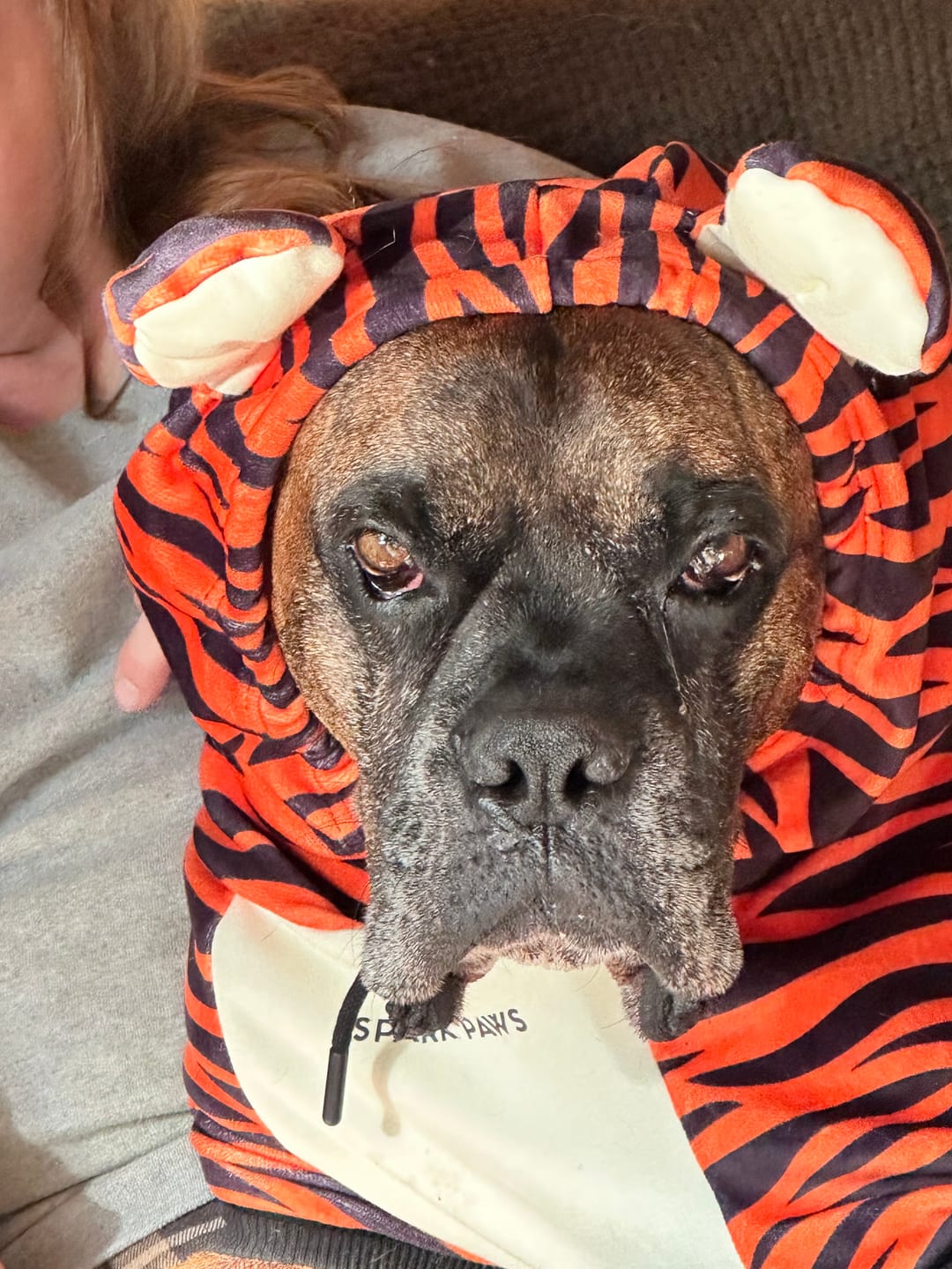Customer photo review of Halloween Dog Hoodie - Tiger