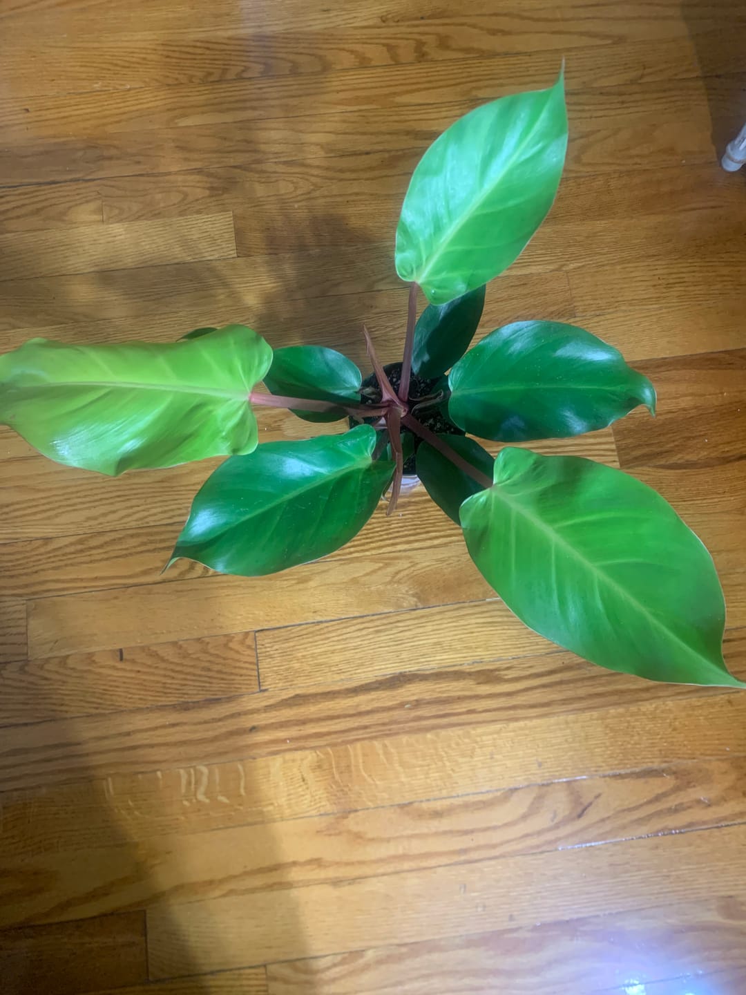 Customer photo review of Philodendron 'McColley's Finale'