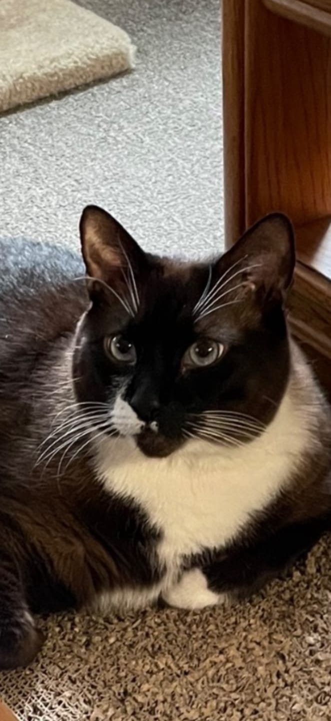 Customer photo review of Pet Art | Custom T-shirt