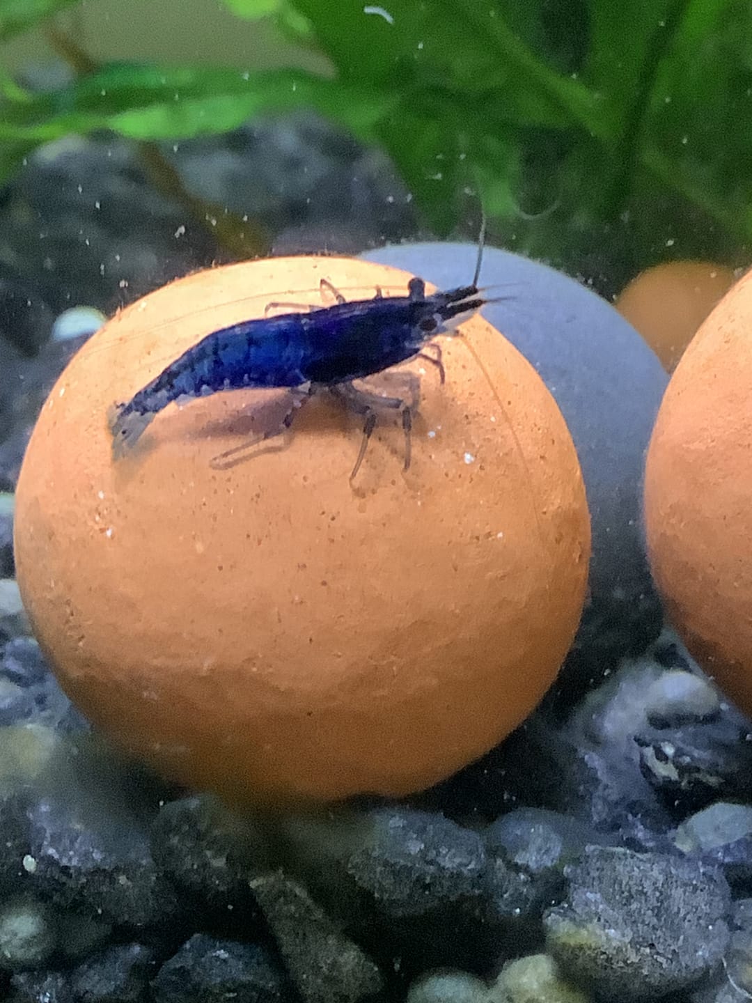 Customer photo review of Skittles Shrimp