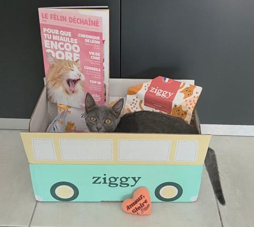 Customer's Coffret Découverte Chaton box with Ziggy food products and a kitten sitting inside.