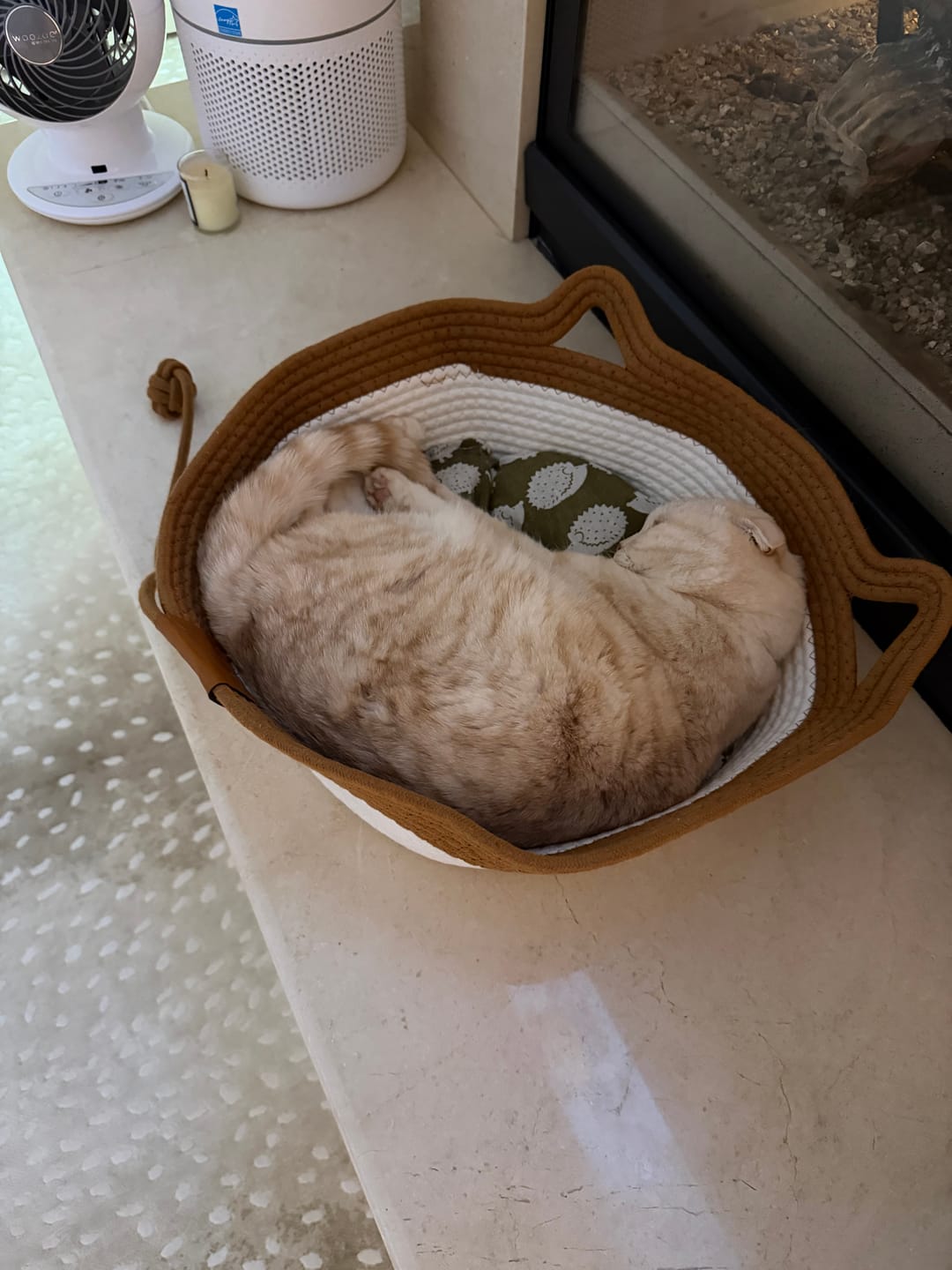 Customer photo review of Instinct Basket | Meet the first research-backed natural territory for indoor cats
