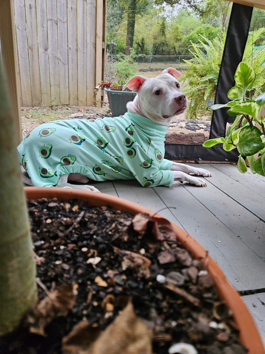 Customer photo review of Dog Pajama - Avocado