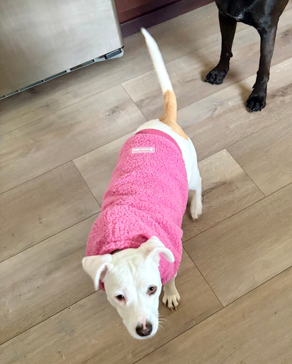 Customer photo review of Teddy Sherpa Dog Jacket - Dark Pink