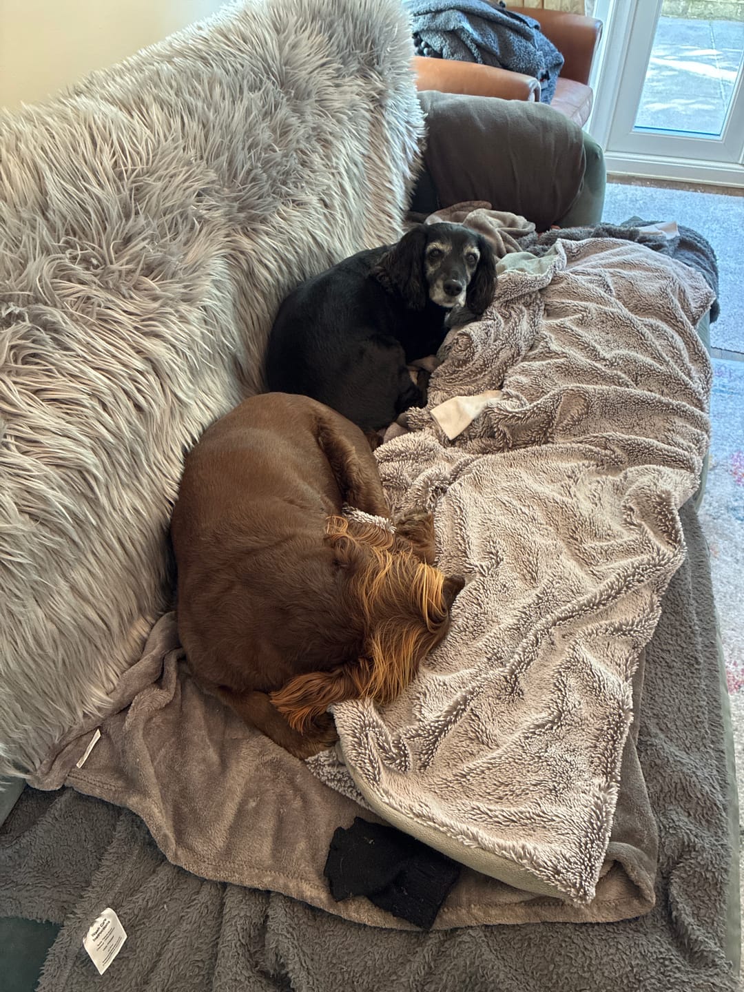 Customer photo review of Total Urinary Care Supplement For Dogs