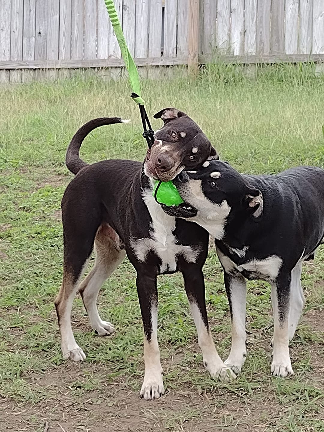 Customer photo review of FlexiPop™ - Juguete Bungee Interactivo
