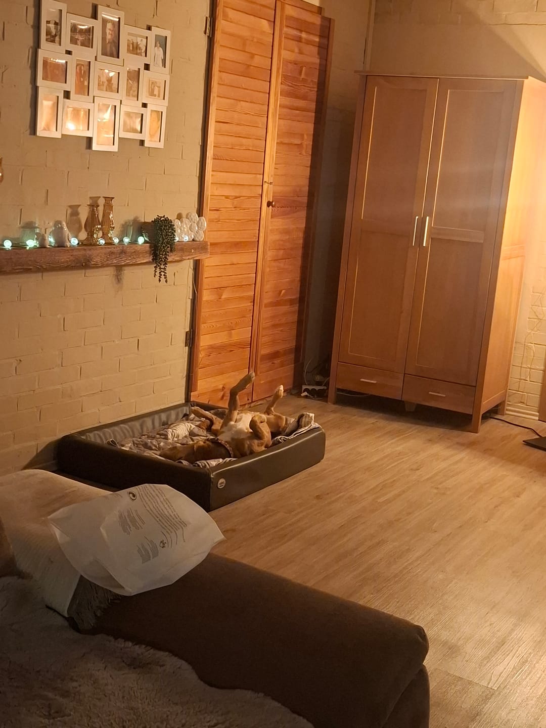 Customer photo review of Strotonin Dog Support