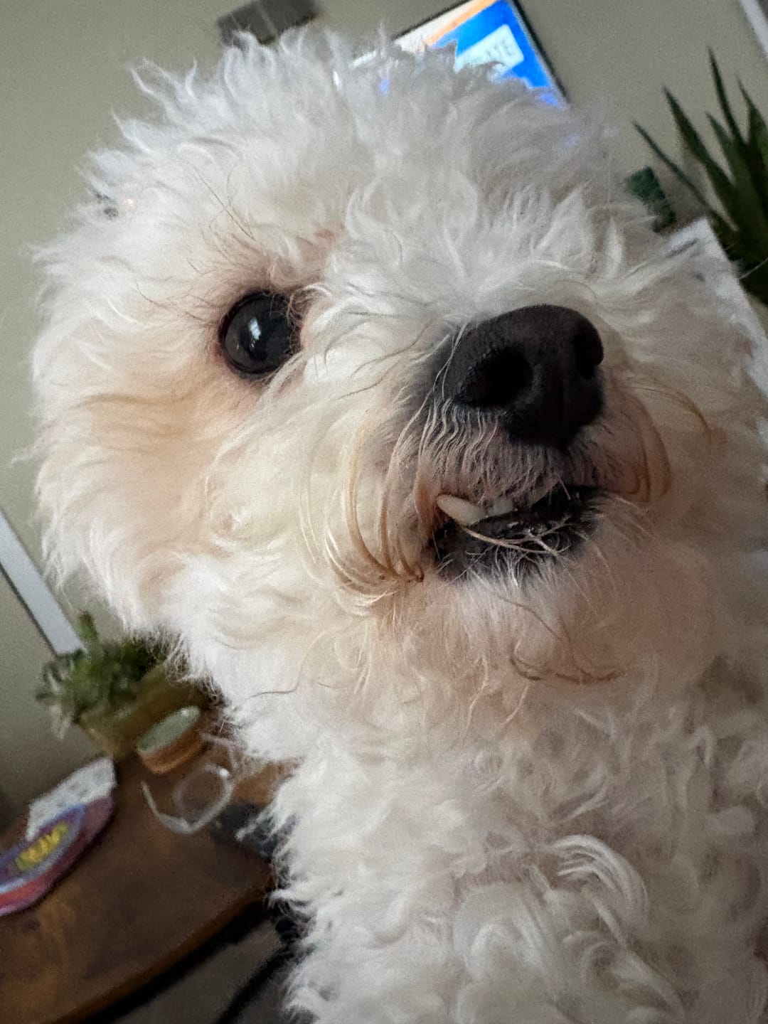 Customer photo review of 1-TDC Oral Health Support for Dogs