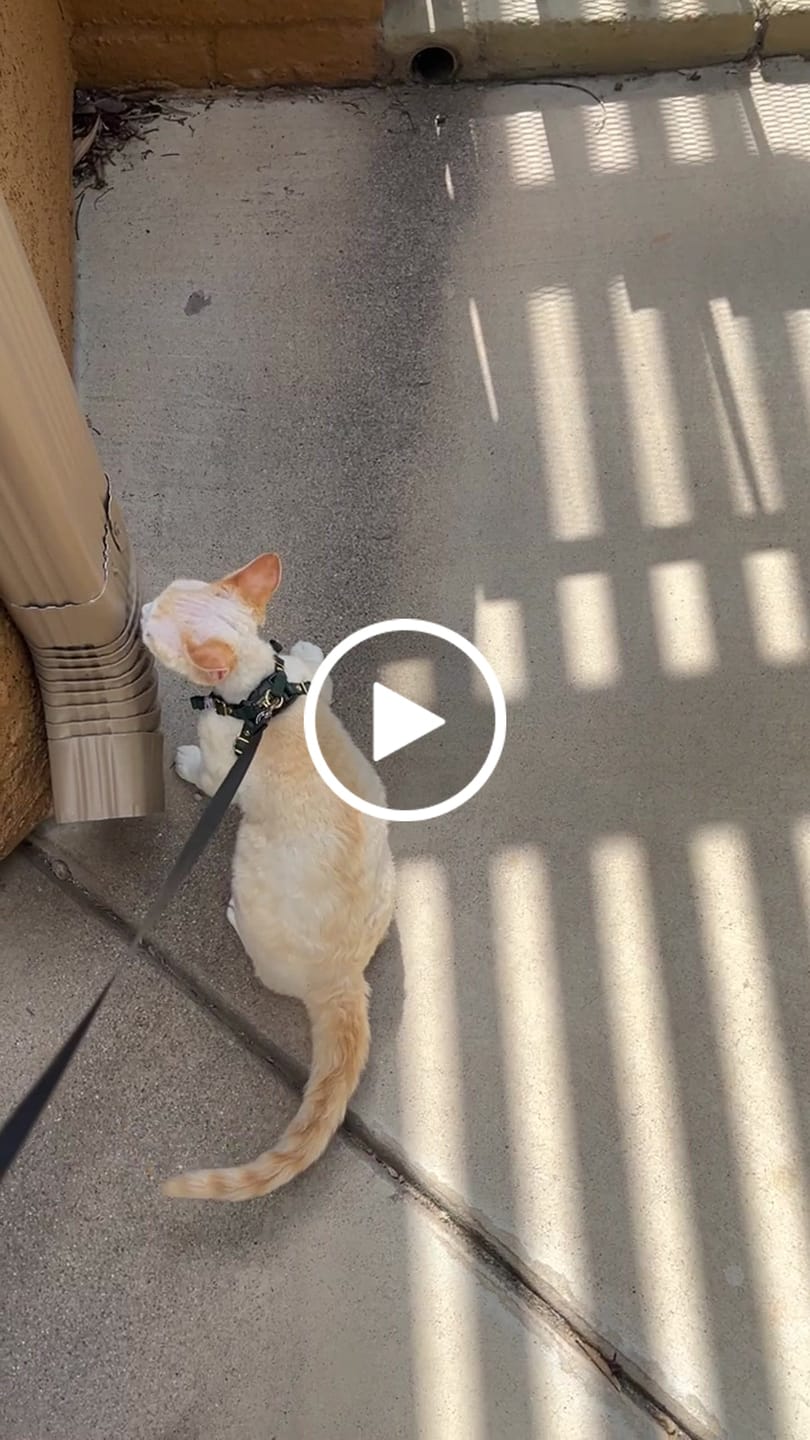 Customer video review of The Supakit Cat Harness