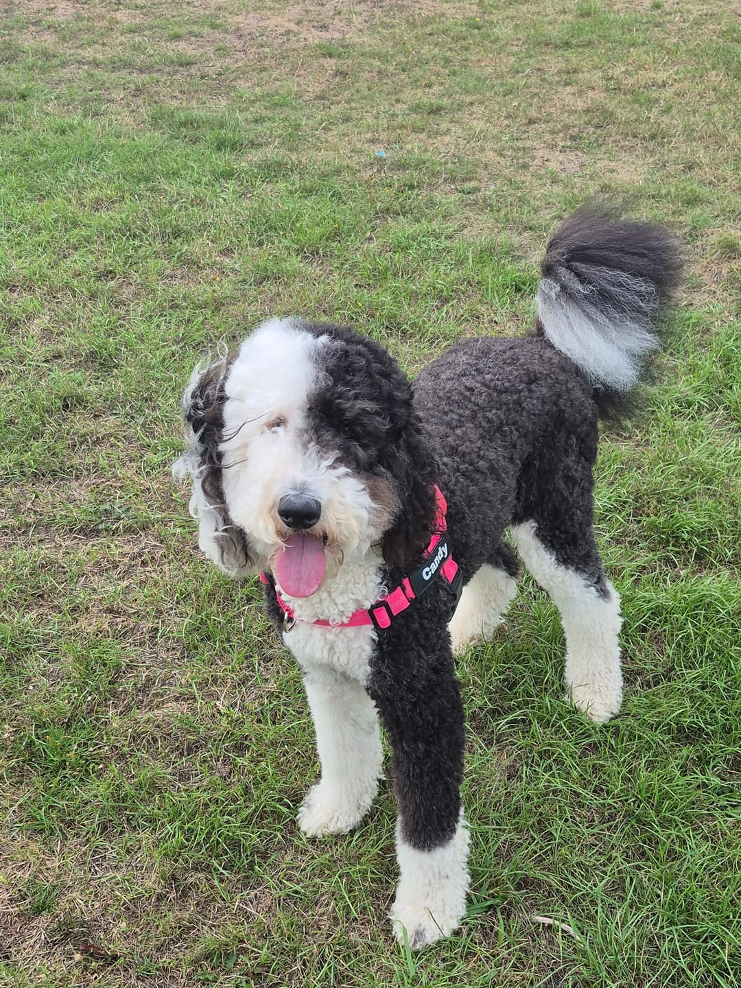 Customer photo review of HARNAIS ANTI-TRACTION POUR CHIEN