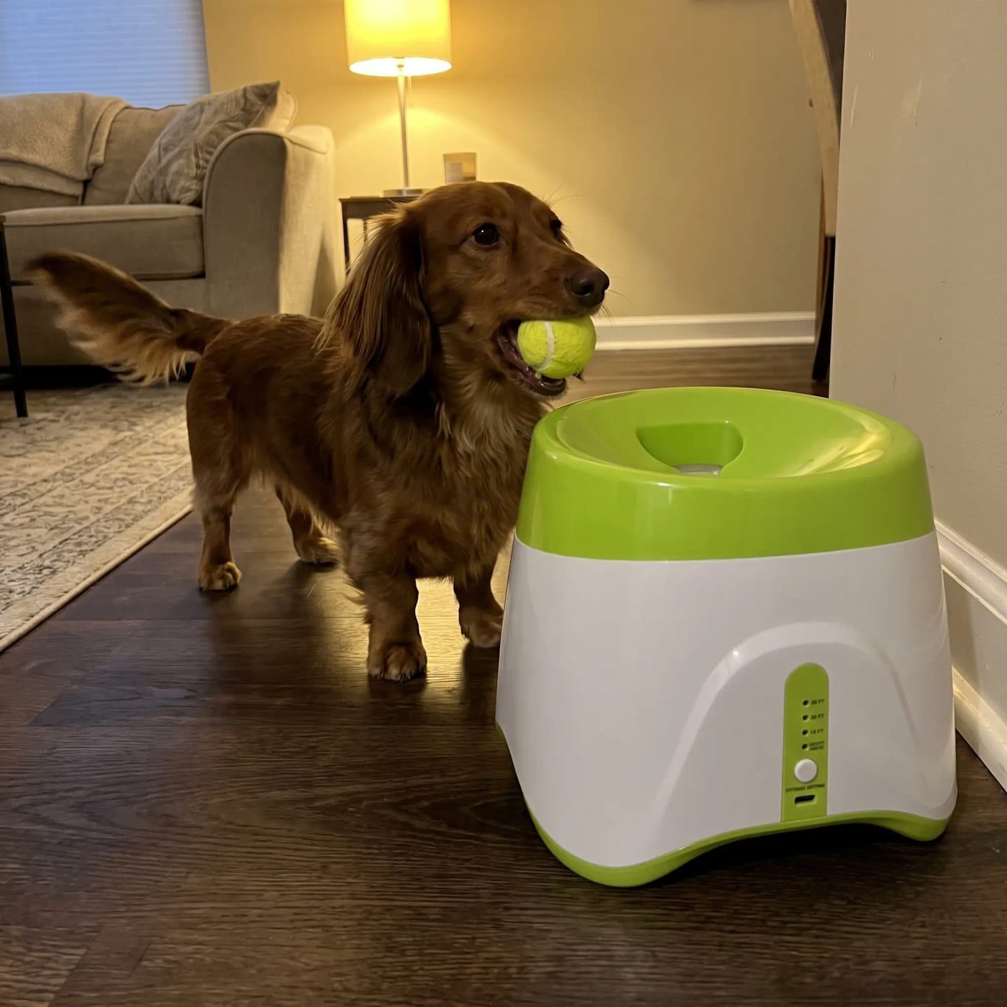 Customer photo review of TheraPaw™ Automatic Dog Ball Launcher