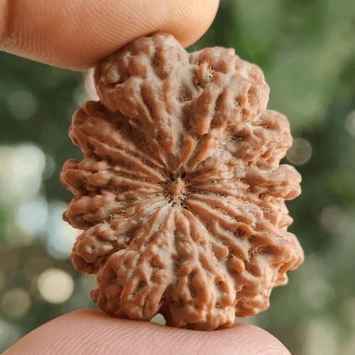 Customer photo review of Nepal Origin 13 Mukhi Rudraksha – 100% Natural & Certified