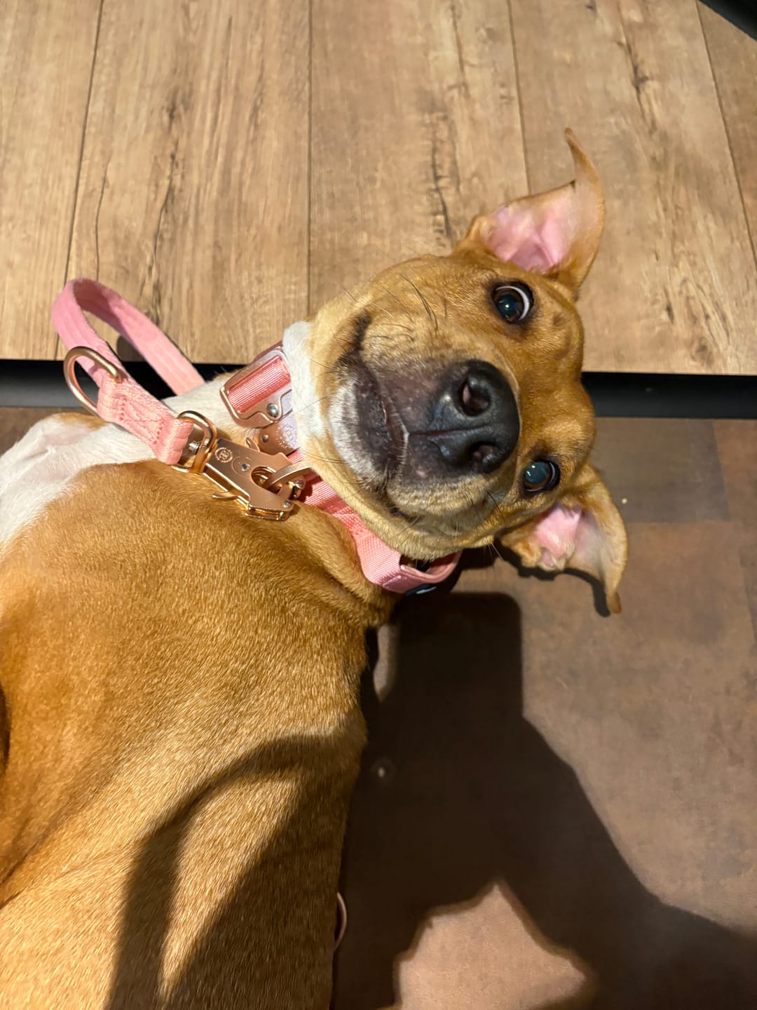 Customer photo review of 4cm LIGHTER Combat® Collar | With Handle & Secure Clip - Pink x Pink