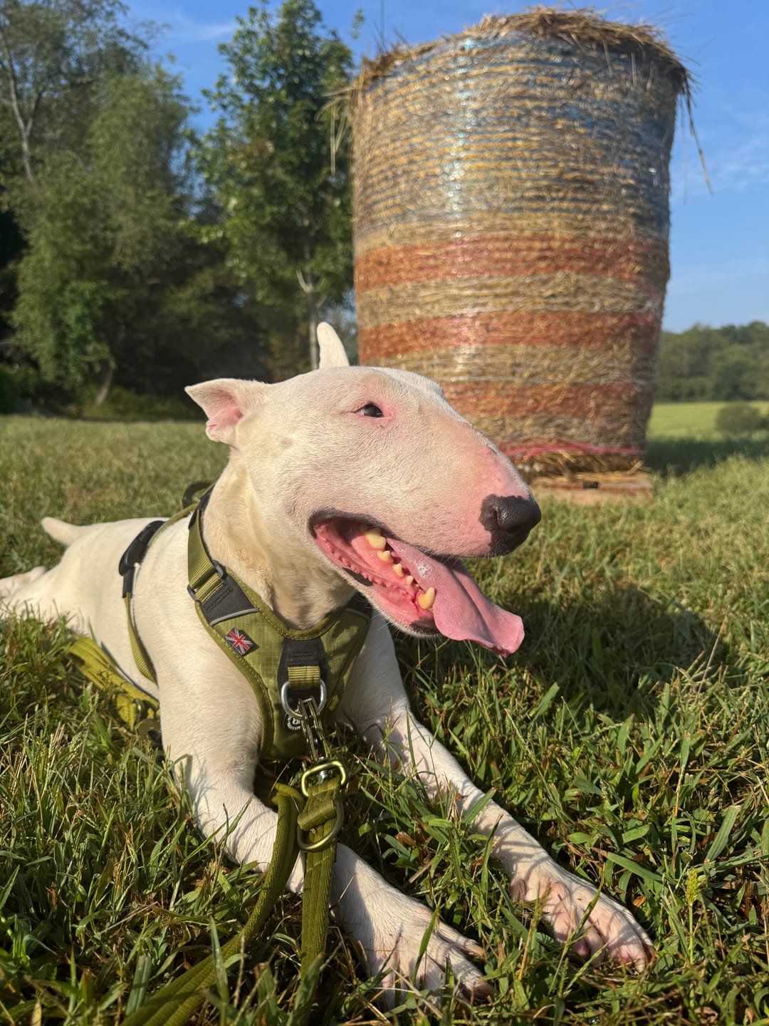 Customer photo review of Lightweight Training Double Ended Dog Lead | 2m Length - Olive Green