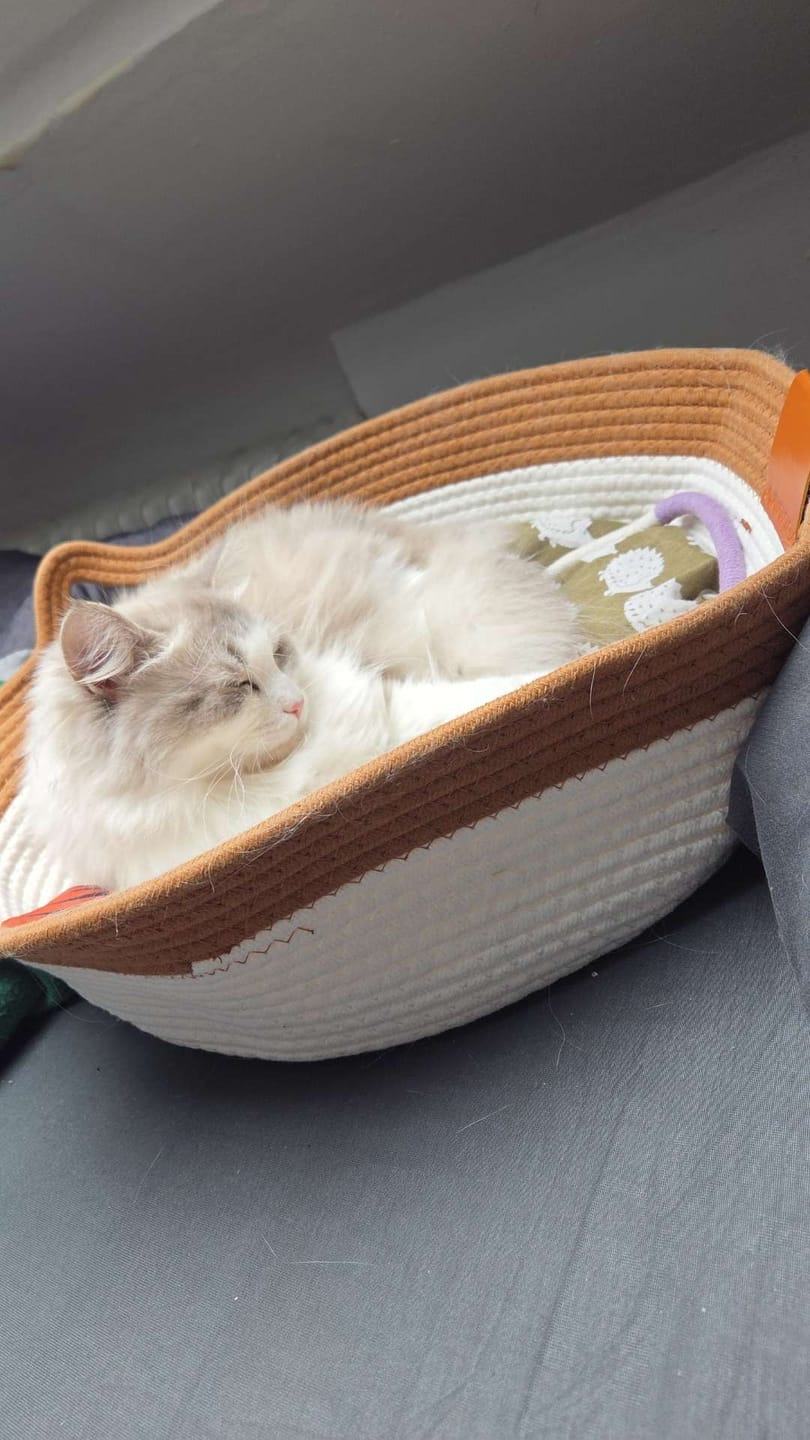 Customer photo review of Instinct Basket | Meet the first research-backed natural territory for indoor cats
