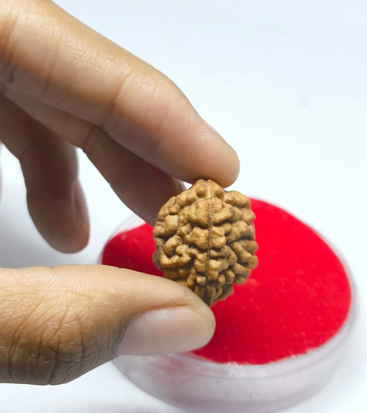 Customer photo review of South India Origin 2 Mukhi Rudraksha – 100% Natural & Certified