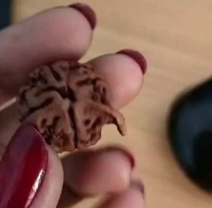 Customer photo review of Ganesh Mukhi Rudraksha – 100% Original & Lab Certified