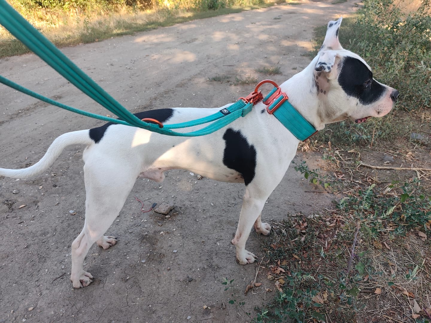 Customer photo review of 5cm Lighter Combat® Collar | With Handle & Secure Clip - Turquoise x Orange