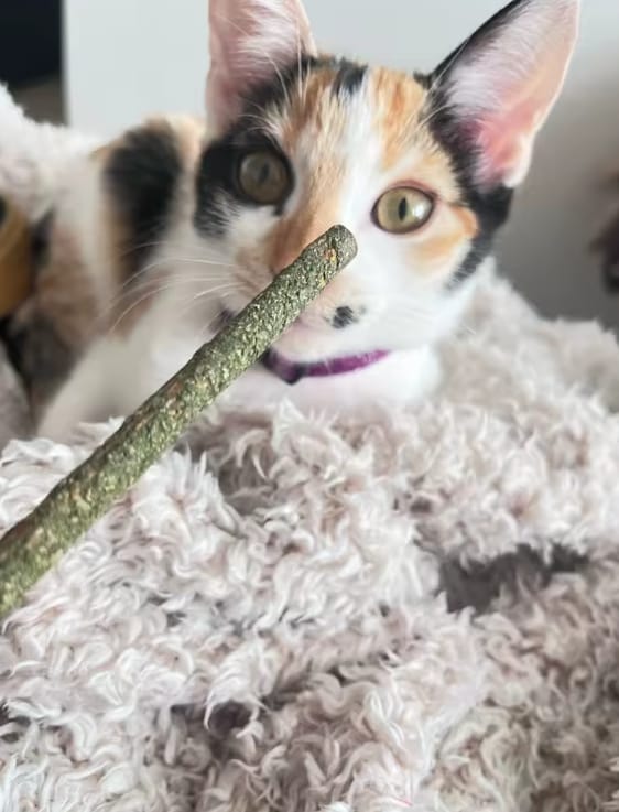 Customer photo review of Matatabi Silvervine Sticks